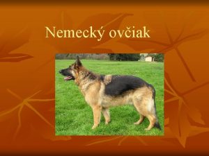 Nemeck oviak Pvod Pomerne mlad plemeno ustlen a