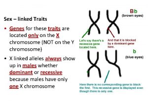 Sex linked Traits Genes for these traits are