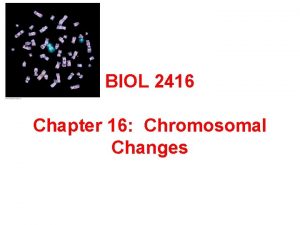 BIOL 2416 Chapter 16 Chromosomal Changes Chromosomal Mutations