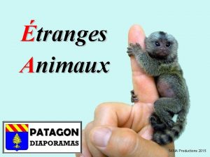 tranges Animaux 5 KNA Productions 2015 Fourmi panda