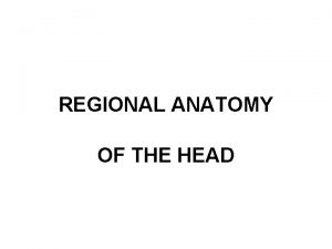 REGIONAL ANATOMY OF THE HEAD CALVARIA Regio frontalis
