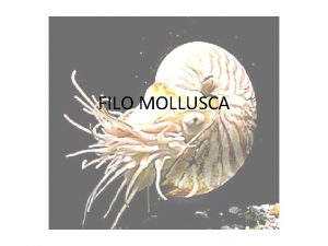 FILO MOLLUSCA Filo Mollusca Caractersticas gerais Mollusca lat