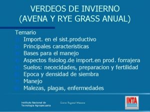 VERDEOS DE INVIERNO AVENA Y RYE GRASS ANUAL