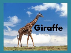 Giraffe Fun Facts Tallest mammal they can reach