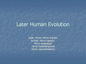 Later Human Evolution Later Homo Homo erectus Archaic
