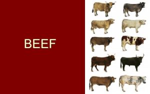 BEEF Inspection is Mandatory Grading is Voluntary The