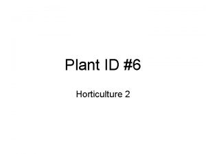 Plant ID 6 Horticulture 2 Hemerocallis cv Day