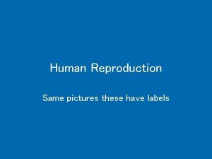 Human Reproduction Same pictures these have labels The