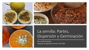 La semilla Partes Dispersin y Germinacin Dra Aneth