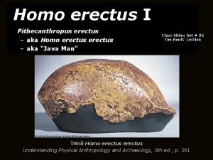 Homo erectus I Pithecanthropus erectus aka Homo erectus