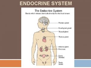 ENDOCRINE SYSTEM Functions of the Endocrine System Radio