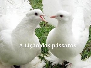 14 dez21 2 08 21 A Lio dos