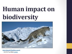 Human impact on biodiversity Snow leopard Panthera uncia