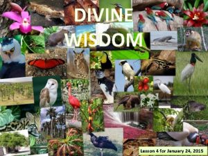DIVINE WISDOM Lesson 4 for January 24 2015