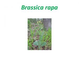 Brassica rapa History of Fast Plants Fast Plants