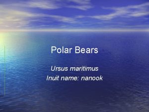 Polar Bears Ursus maritimus Inuit name nanook How