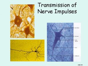 Transmission of Nerve Impulses GHB 2004 Information is