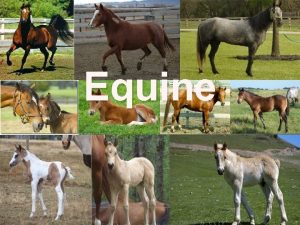 Equine From Spanish Province of Andalusia Distinguished appearance