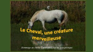 Hommage au cheval Camarguais sur un texte potique