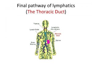 Final pathway of lymphatics The Thoracic Duct Introduction