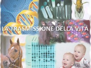 LA TRASMISSIONE DELLA VITA APPARATO RIPRODUTTORE BIOLOGIA MOLECOLARE