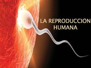 LA REPRODUCCIN HUMANA LA FUNCIN DE REPRODUCCIN Las