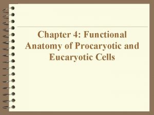 Chapter 4 Functional Anatomy of Procaryotic and Eucaryotic