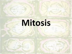 Mitosis B Mitosis and cytokinesis produce two genetically