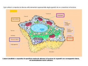 Ogni cellula composta da diverse unit elementari rappresentate