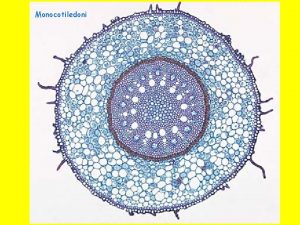 Monocotiledoni Struttura primaria zona di struttura secondaria solo