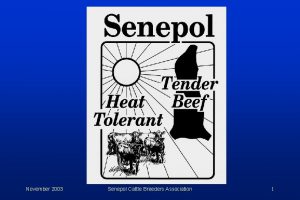 November 2003 Senepol Cattle Breeders Association 1 History