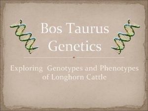 Bos Taurus Genetics Exploring Genotypes and Phenotypes of