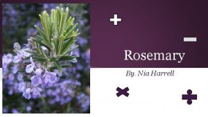 Rosemary By Nia Harrell What is Rosemary Rosemary