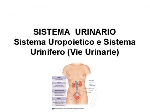 SISTEMA URINARIO Sistema Uropoietico e Sistema Urinifero Vie