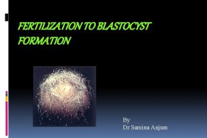 FERTILIZATION TO BLASTOCYST FORMATION By Dr Samina Anjum