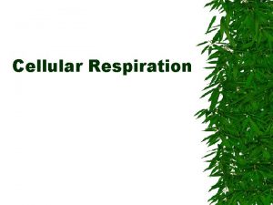 Cellular Respiration Respiration Overview Aerobic Respiration Eukaryotic cells