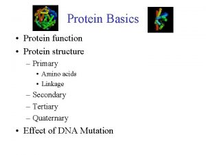 Protein Basics Protein function Protein structure Primary Amino