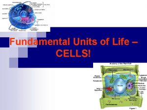 Fundamental Units of Life CELLS Living Compartments n