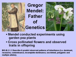 Gregor Mendel Father of Genetics Mendel conducted experiments