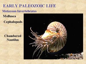 EARLY PALEOZOIC LIFE Metazoan Invertebrates Mollusca Cephalopods Chambered