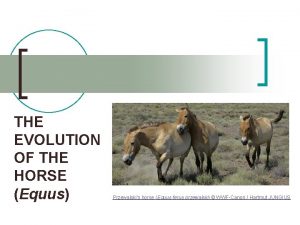 THE EVOLUTION OF THE HORSE Equus Przewalskis horse