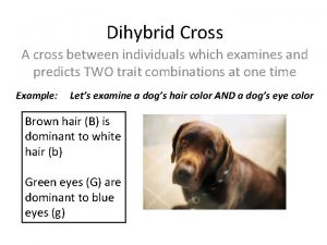 Dihybrid Cross A cross between individuals which examines