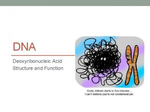 DNA Deoxyribonucleic Acid Structure and Function Remember from