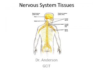 Nervous System Tissues Dr Anderson GCIT Functions of
