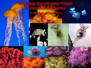 AP Biology Classification Project Porifera Cnidarians Rotifera By