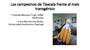 Los campesinos de Tlaxcala frente al maz transgnico