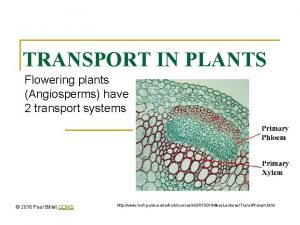 TRANSPORT IN PLANTS Flowering plants Angiosperms have 2