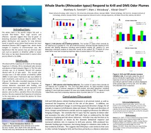 Whale Sharks Rhincodon typus Respond to Krill and