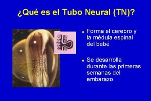 Qu es el Tubo Neural TN u u