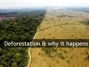 Deforestation why it happens What is deforestation Deforestation